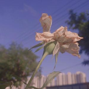 1000部多毛熟女毛茸茸
